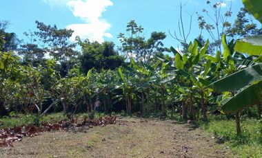 Terrenos Rusticos Venta Sector Alto Shiringal, Irazola, Padre Abad - PUCALLPA