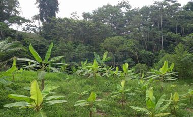 Terrenos Rusticos Venta Sector Alto Shiringal, Irazola, Padre Abad - PUCALLPA