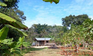 Terrenos Rusticos Venta Sector Alto Shiringal, Irazola, Padre Abad - PUCALLPA