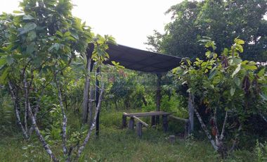 Terrenos Rusticos Venta Sector Alto Shiringal, Irazola, Padre Abad - PUCALLPA