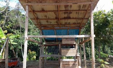 Terrenos Rusticos Venta Sector Alto Shiringal, Irazola, Padre Abad - PUCALLPA