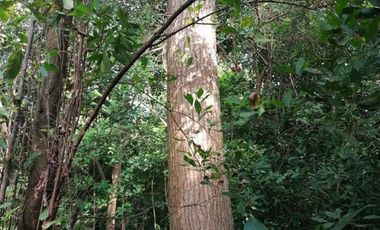 TERRENO EN VENTA USO MIXTO  VILLAHERMOSA TABASCO