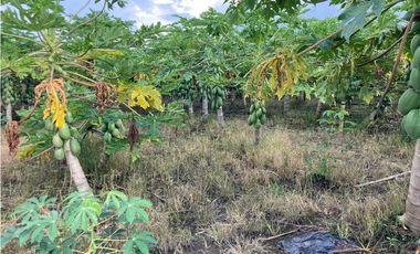 Venta Lote Tebaida Quindio - Colombia COD: 6229609