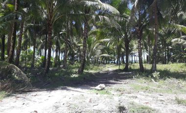 Beach Lot for Sale in Siargao Island, Surigao Del Norte