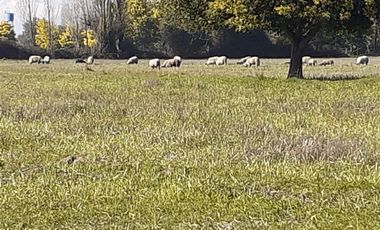 Terreno en venta en Punilla, Ñiquén