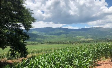 Tarapoto - Terreno 155 has. - Ingreso a Sauce