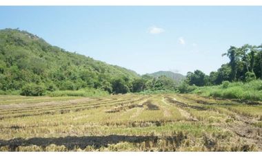 Tarapoto - Terreno 155 has. - Ingreso a Sauce