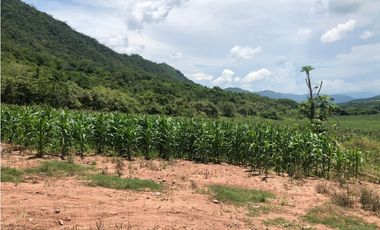 Tarapoto - Terreno 155 has. - Ingreso a Sauce