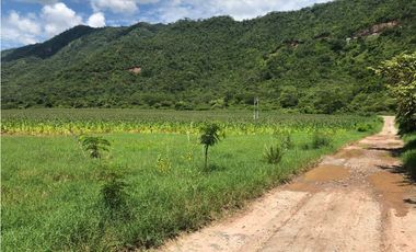 Tarapoto - Terreno 155 has. - Ingreso a Sauce