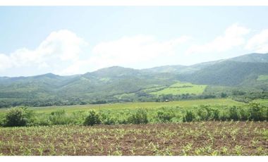 Tarapoto - Terreno 155 has. - Ingreso a Sauce