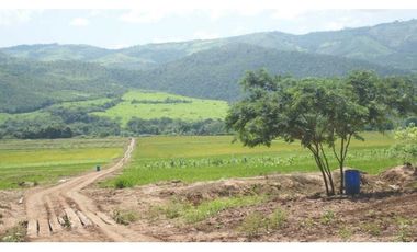 Tarapoto - Terreno 155 has. - Ingreso a Sauce