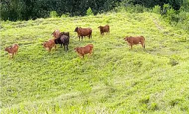 VENTA LOTE, SIRIA - SUROESTE  ANTIOQUEÑO