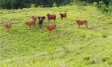 VENTA LOTE, SIRIA - SUROESTE  ANTIOQUEÑO