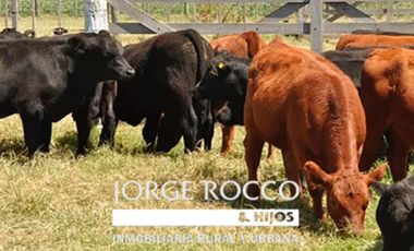 Campo en venta en Ranchos. 682 Has mixto