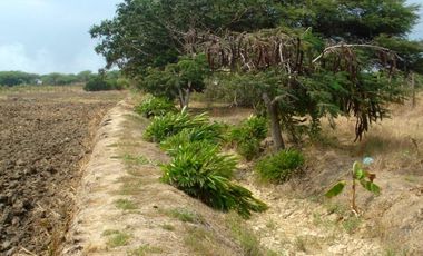 Terrenos Agricolas Venta Puerto El Cura - TUMBES