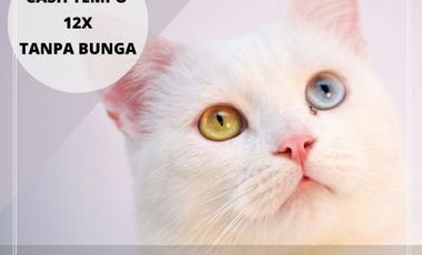 Tanah Dijual 7 Menit Alun-alun Kajen: SHM