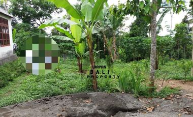 Tanah Murah Di Taro Tegallalang Ubud Bali