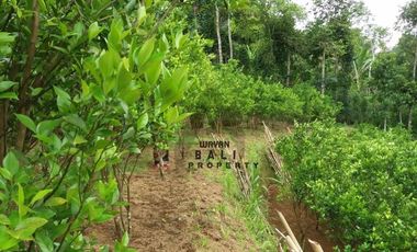 Tanah Murah Di Taro Tegallalang Ubud Bali