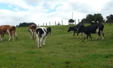 finca en venta en cundinamarca. Cod V8709945