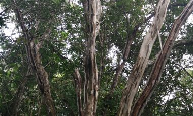 EN VENTA 1,000 HECTAREAS EN TEKAX, YUCATAN