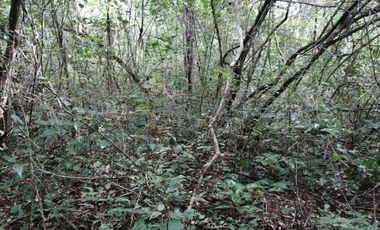 EN VENTA 1,000 HECTAREAS EN TEKAX, YUCATAN