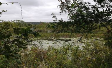 EN VENTA 1,000 HECTAREAS EN TEKAX, YUCATAN