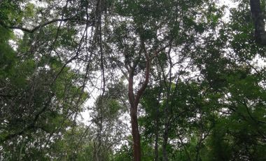 EN VENTA 1,000 HECTAREAS EN TEKAX, YUCATAN