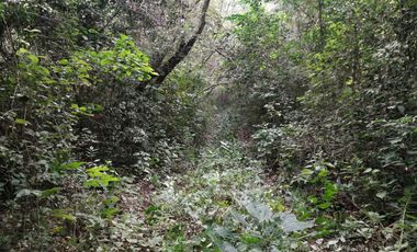 EN VENTA 1,000 HECTAREAS EN TEKAX, YUCATAN