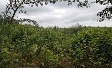 EN VENTA 1,000 HECTAREAS EN TEKAX, YUCATAN