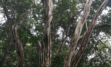 EN VENTA 1,000 HECTAREAS EN TEKAX, YUCATAN