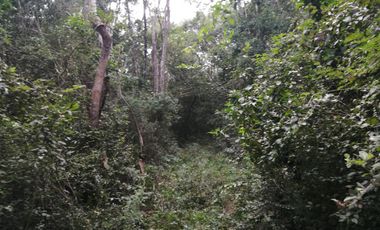 EN VENTA 1,000 HECTAREAS EN TEKAX, YUCATAN