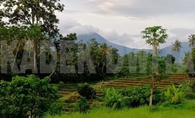 Tanah view sawah penebel tabanan