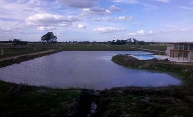 CAMPOS DE VICTORIA CANNING! ULTIMOS LOTES.