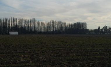 TERRENO DE 8 HECTÁREAS, A UN COSTADO DE CARRETERA 5 SUR.