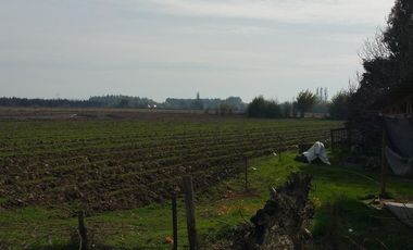 TERRENO DE 8 HECTÁREAS, A UN COSTADO DE CARRETERA 5 SUR.