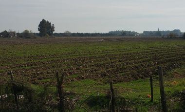 TERRENO DE 8 HECTÁREAS, A UN COSTADO DE CARRETERA 5 SUR.