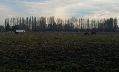 TERRENO DE 8 HECTÁREAS, A UN COSTADO DE CARRETERA 5 SUR.