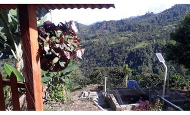 VENTA FINCA CAFETERA,TAMESIS SUROESTE ANTIOQUEÑO