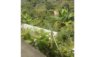SE VENDE FINCA DE CASI DOS CUADRAS EN CULTIVOS