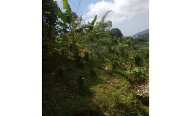 SE VENDE FINCA DE CASI DOS CUADRAS EN CULTIVOS