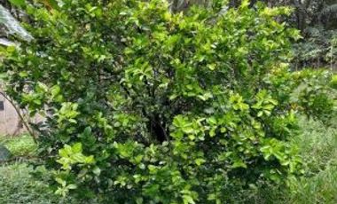 finca en venta en suaita. Cod V1264