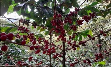 finca en venta en suaita. Cod V1264