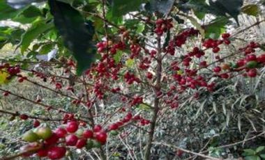 finca en venta en suaita. Cod V1264