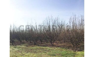 VENTA PARCELA AGRORESIDENCIAL CHILLÁN, SAN NICOLÁS