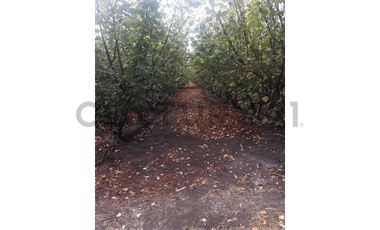 VENTA PARCELA AGRORESIDENCIAL CHILLÁN, SAN NICOLÁS