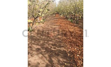 VENTA PARCELA AGRORESIDENCIAL CHILLÁN, SAN NICOLÁS