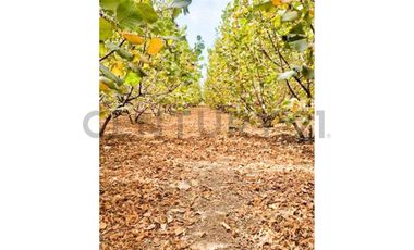 VENTA PARCELA AGRORESIDENCIAL CHILLÁN, SAN NICOLÁS