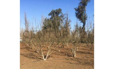 VENTA PARCELA AGRORESIDENCIAL CHILLÁN, SAN NICOLÁS