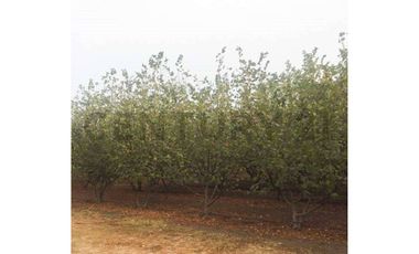 VENTA PARCELA AGRORESIDENCIAL CHILLÁN, SAN NICOLÁS