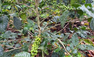 finca en venta en cachipay. Cod V12359